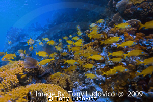 Bahamian Reef by Tony Ludovico 